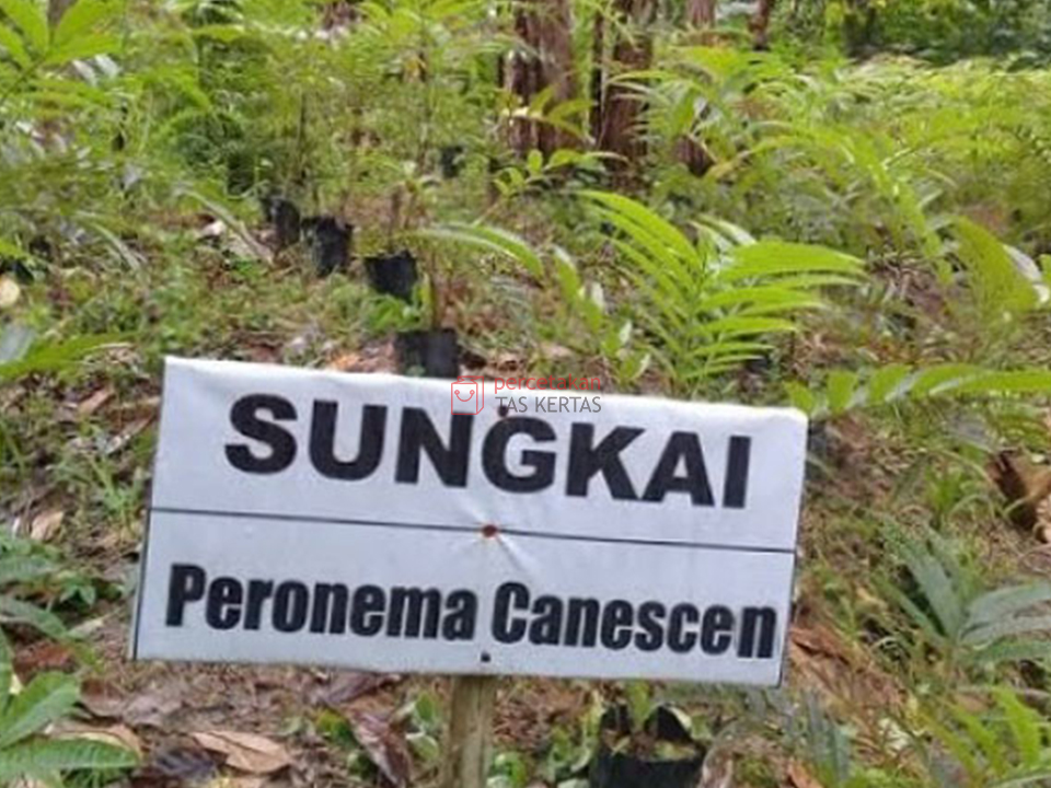 Khasiat Daun Sungkai